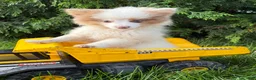 Pomeranian dogs for sale: Oliver - Ad 5