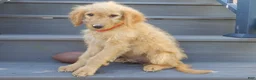 Mini Goldendoodle dogs for sale: Rover (medium) - Ad 5