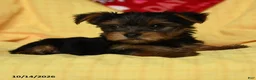 Yorkshire Terrier dogs for sale: Chanel - Ad 4