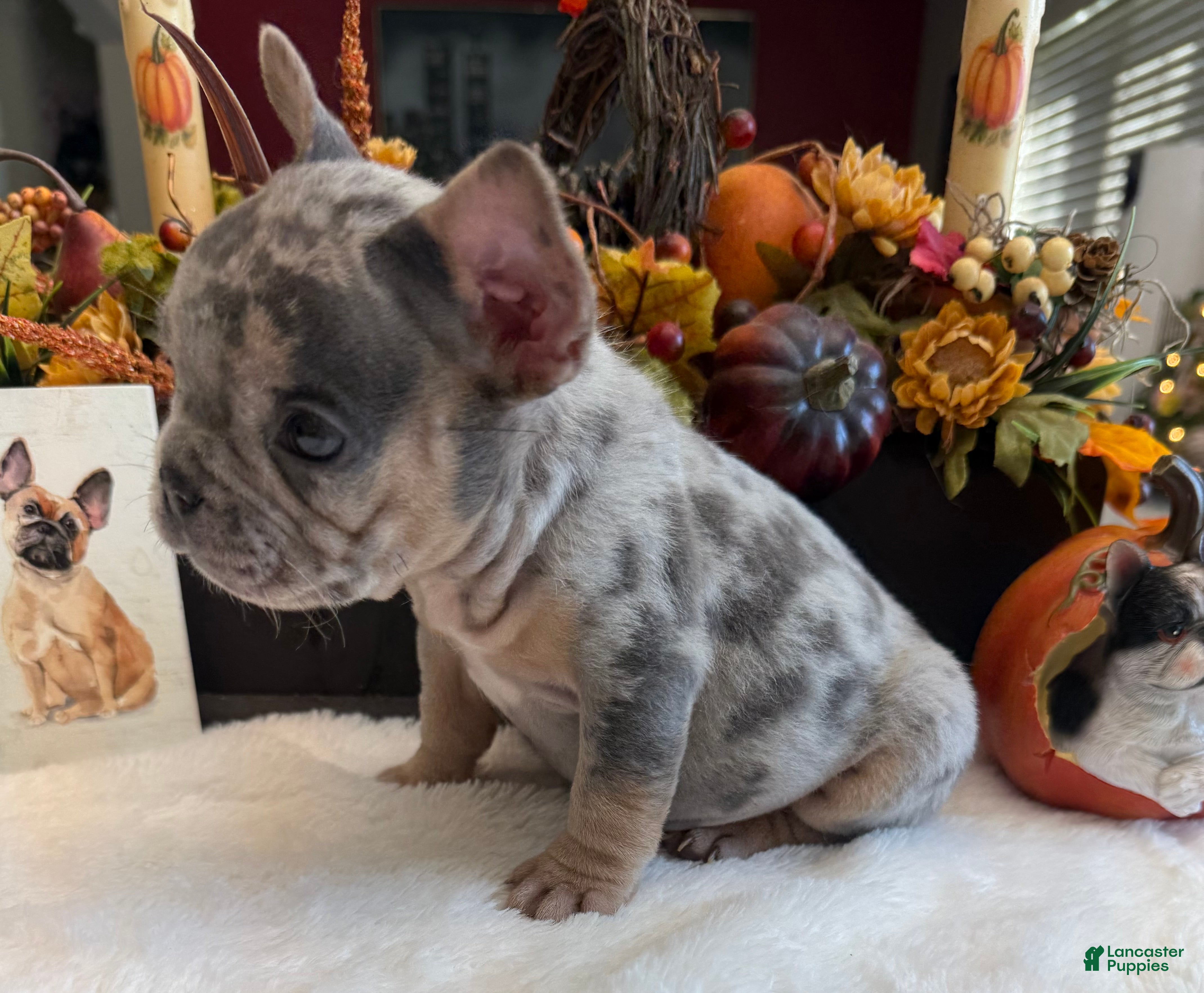 French Bulldog dogs Armani - Ad 2