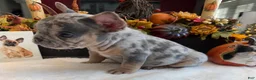 French Bulldog dogs for sale: Armani - Ad 2