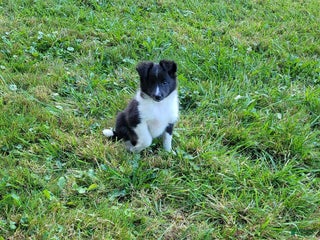 Shetland Sheepdog dogs - Ad 3