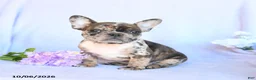 Frenchton dogs for sale: Ruby - Ad 1