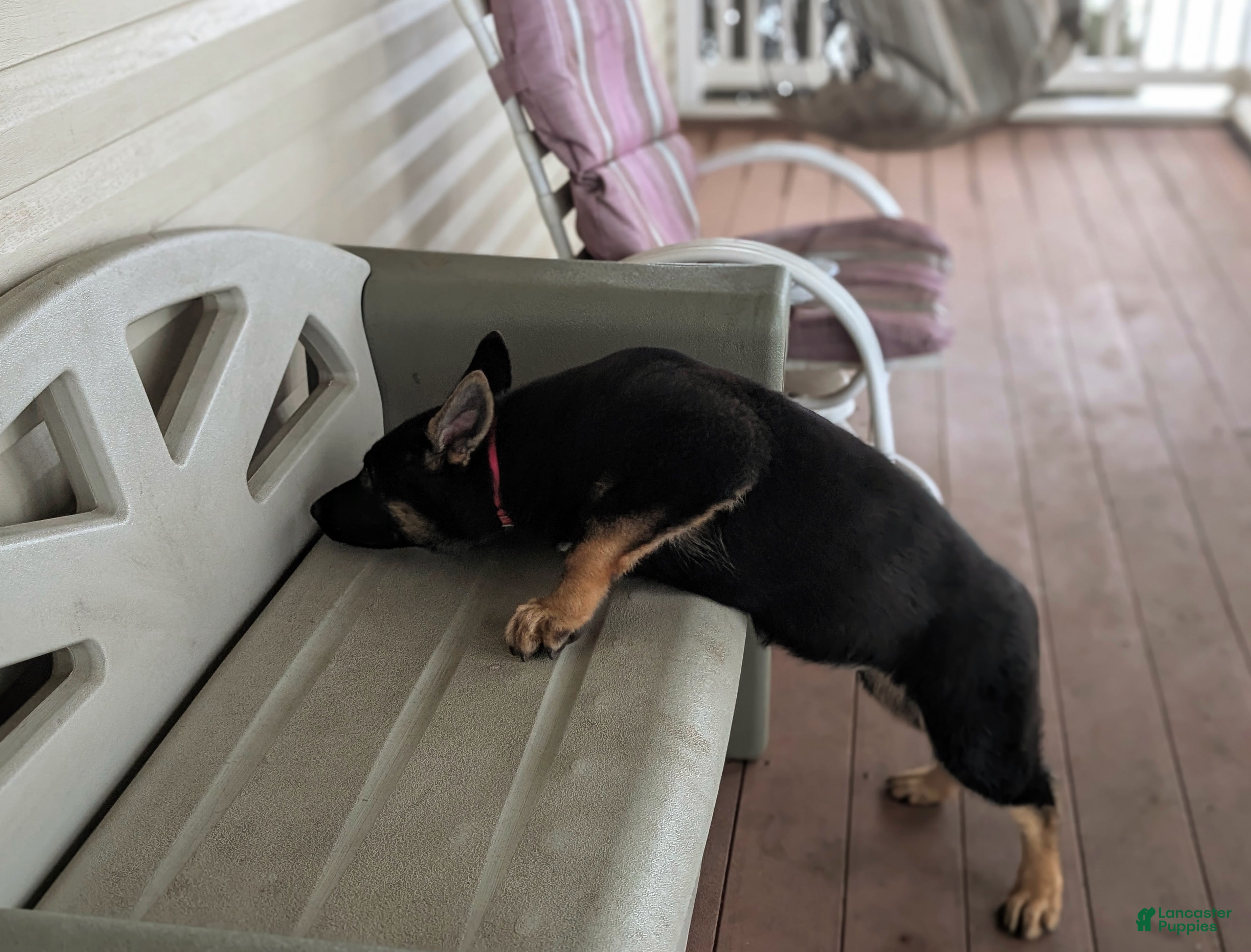 German Shepherd dogs Deidra - Ad 2