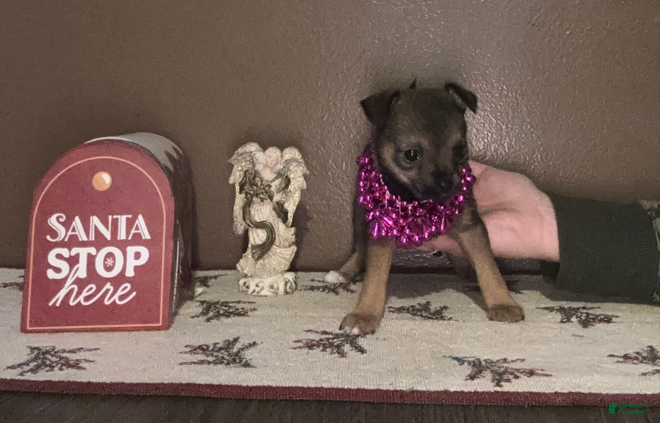 Chihuahua dogs Chihuahua Puppy 4 - Ad 26