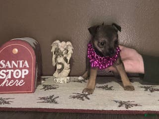 Chihuahua dogs Chihuahua Puppy 4 - Ad 41