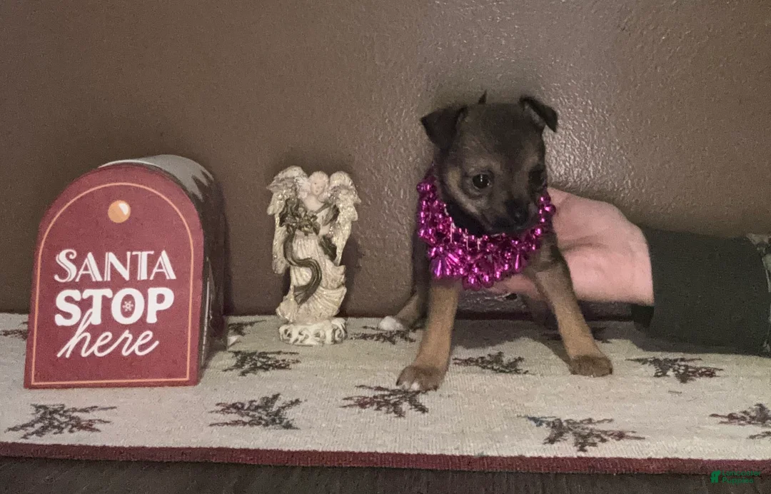 Chihuahua dogs for sale: Chihuahua Puppy 4 - Ad 1