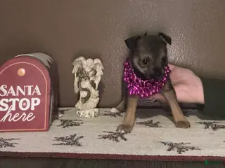 Chihuahua dogs Chihuahua Puppy 4 - Ad 39