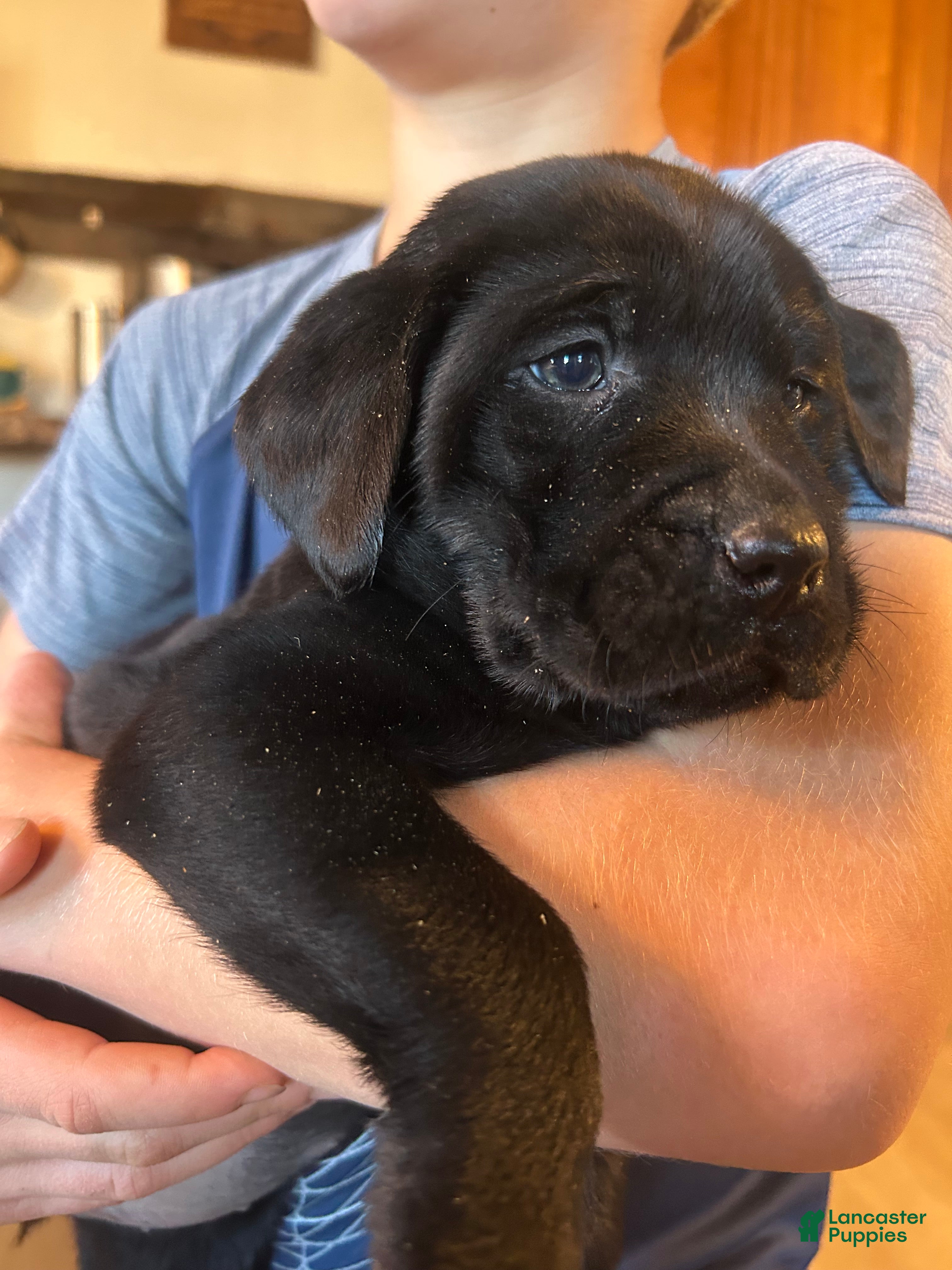 Labrador Retriever dogs Labrador Retriever Puppy 9 - Ad 30