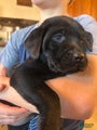 Labrador Retriever Puppy 9