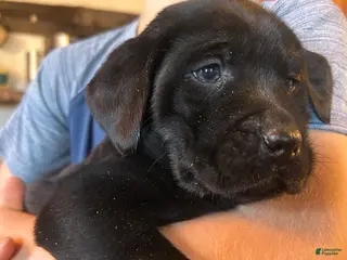 Labrador Retriever dogs Labrador Retriever Puppy 9 - Ad 16