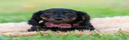 Miniature Dachshund dogs for sale: bentley - Ad 15