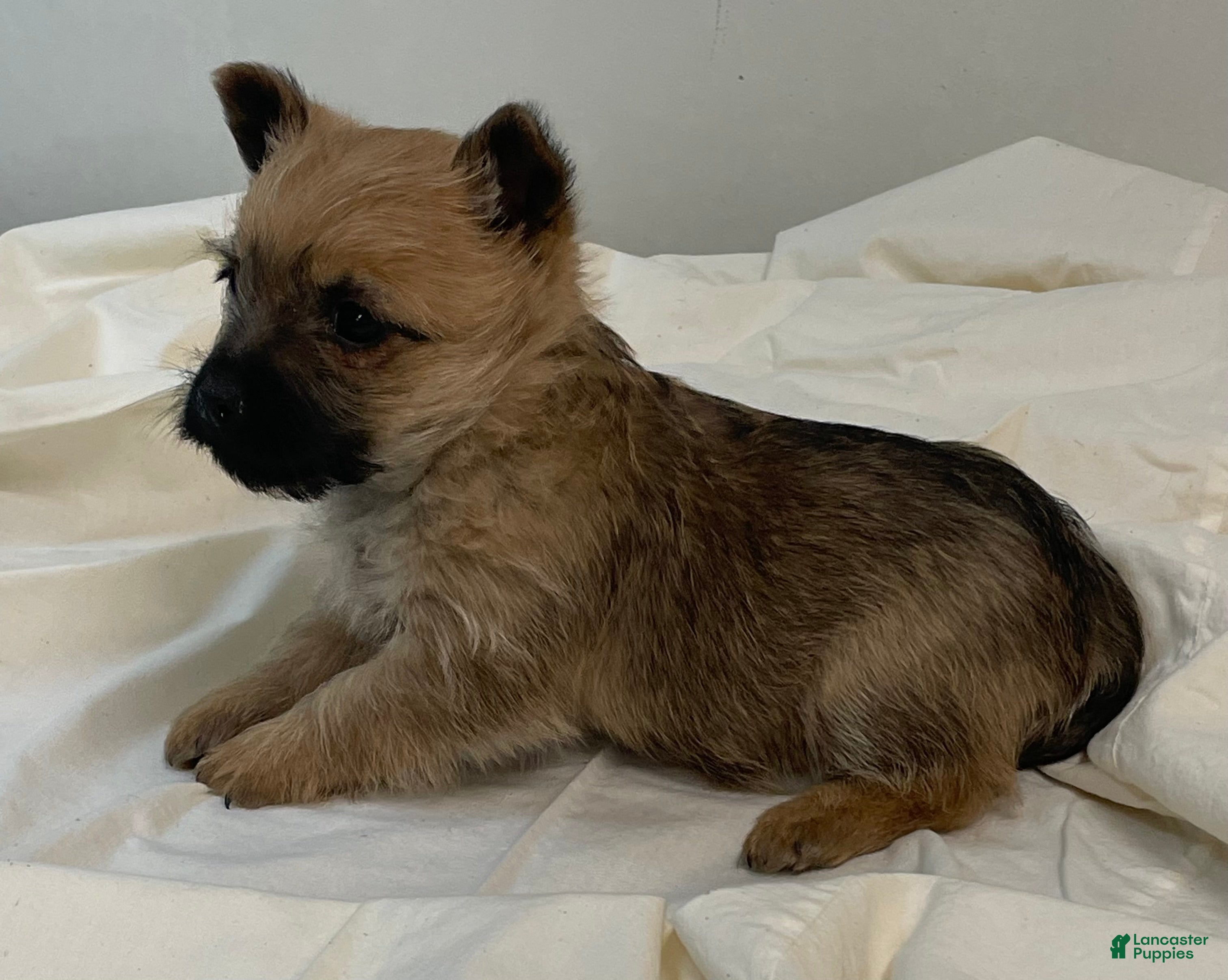 Cairn Terrier dogs Cairn Terrier Puppy 2 - Ad 1
