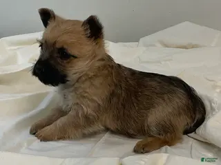 Cairn Terrier dogs for sale: Cairn Terrier Puppy 2 - Ad 2