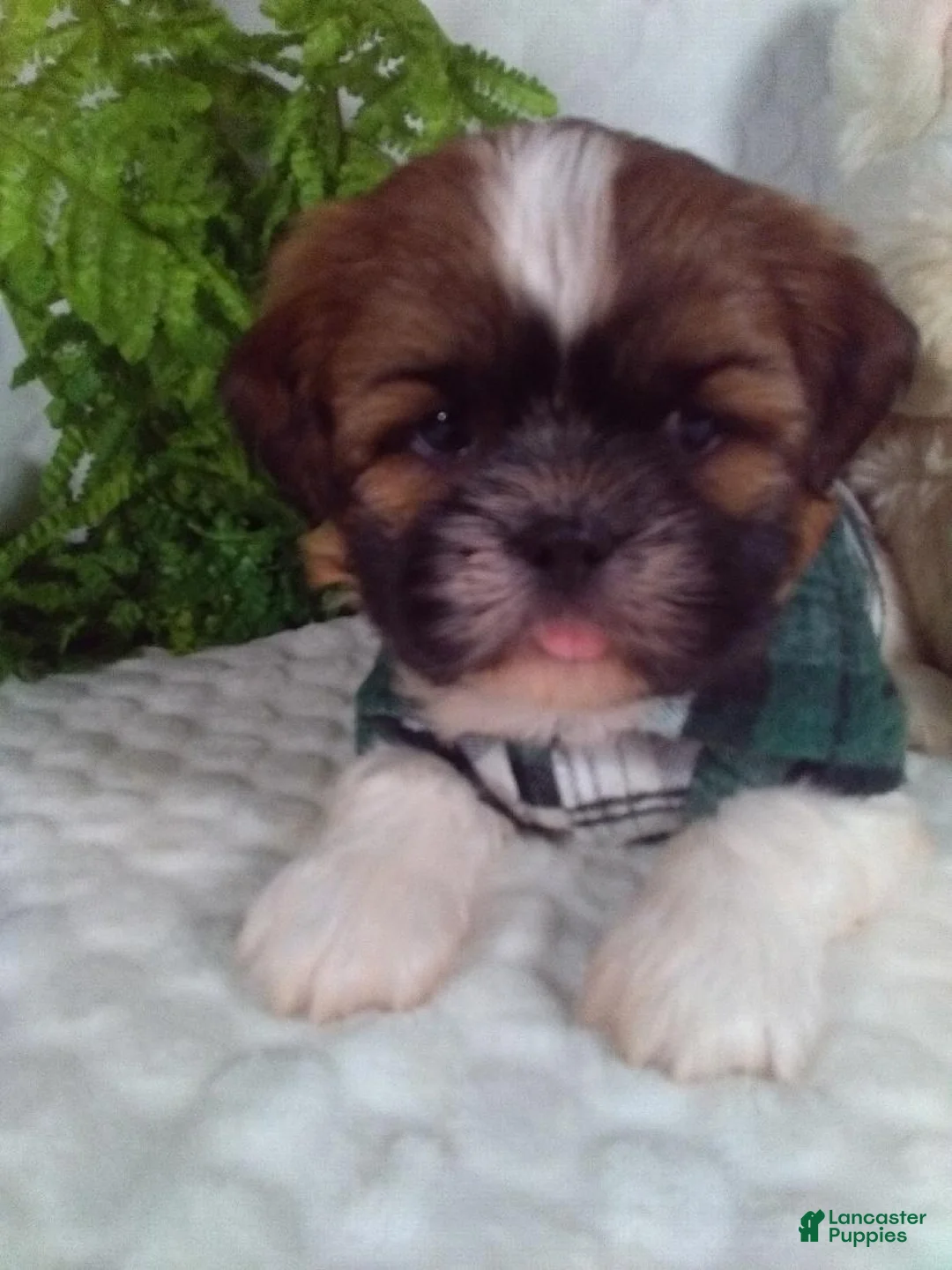 Shih Tzu dogs for sale: Hayes  - Ad 2