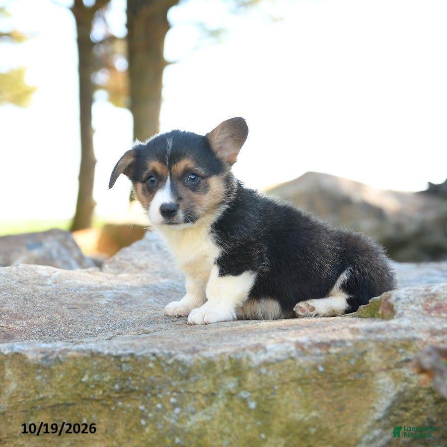 Welsh Corgi Pembroke dogs for sale: Hugo - Ad 2