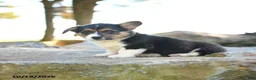 Welsh Corgi Pembroke dogs for sale: Hugo - Ad 2