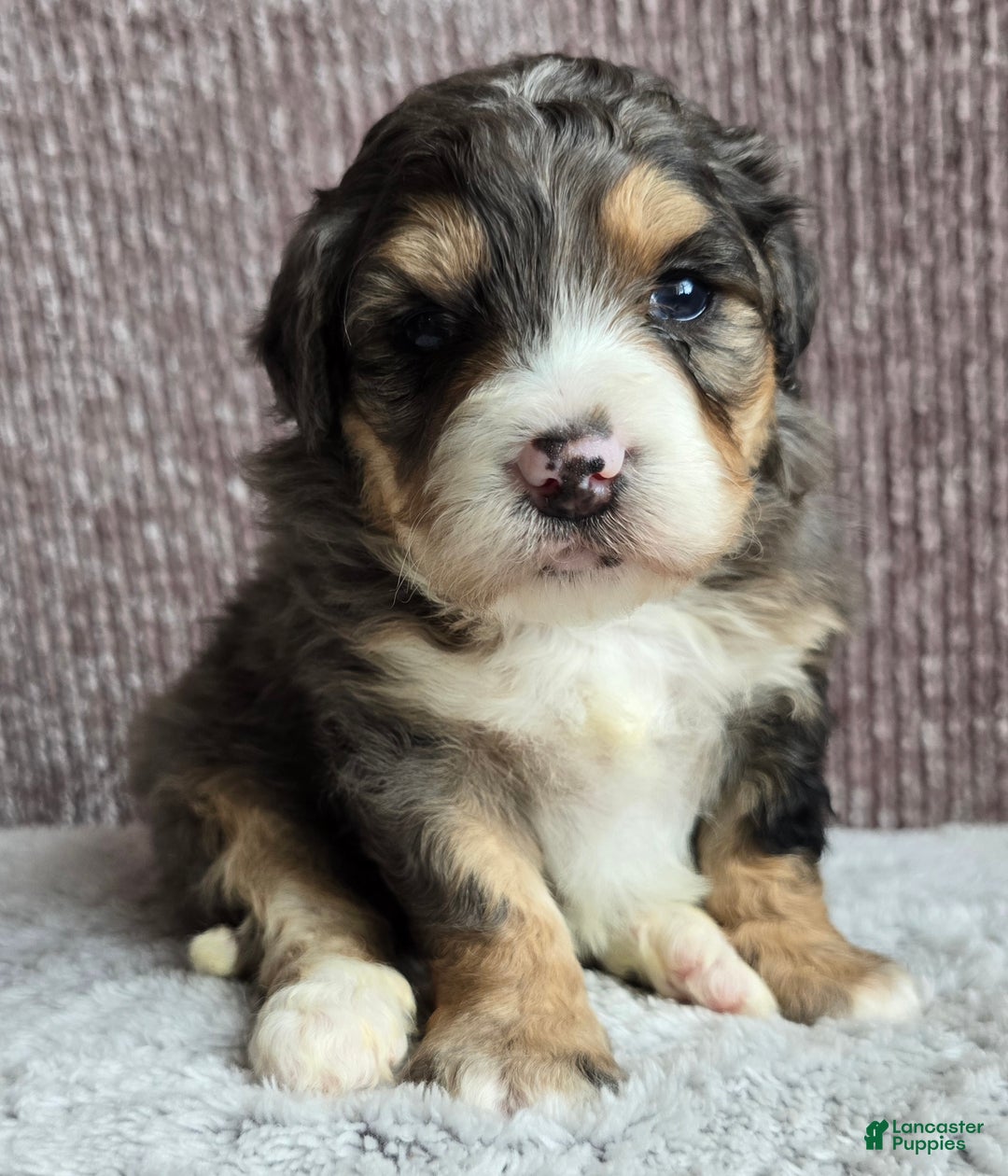 Mini Bernedoodle dogs for sale: Mini Bella - Ad 4
