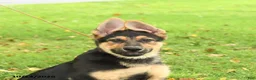 German Shepherd dogs for sale: Maverick - Ad 3