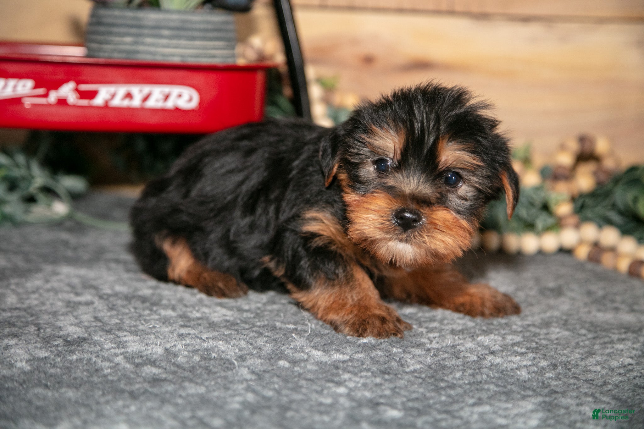 Yorkshire Terrier dogs Pip - Ad 1