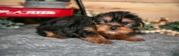 Yorkshire Terrier dogs for sale: Pip - Ad 1