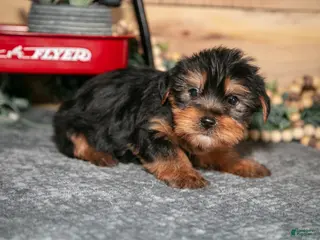 Yorkshire Terrier dogs for sale: Pip - Ad 4