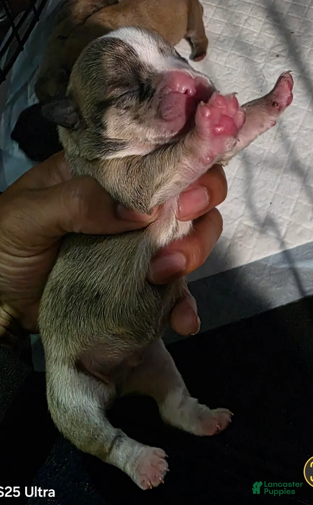 French Bulldog dogs for sale: French Bulldog Puppy 5 - Ad 1