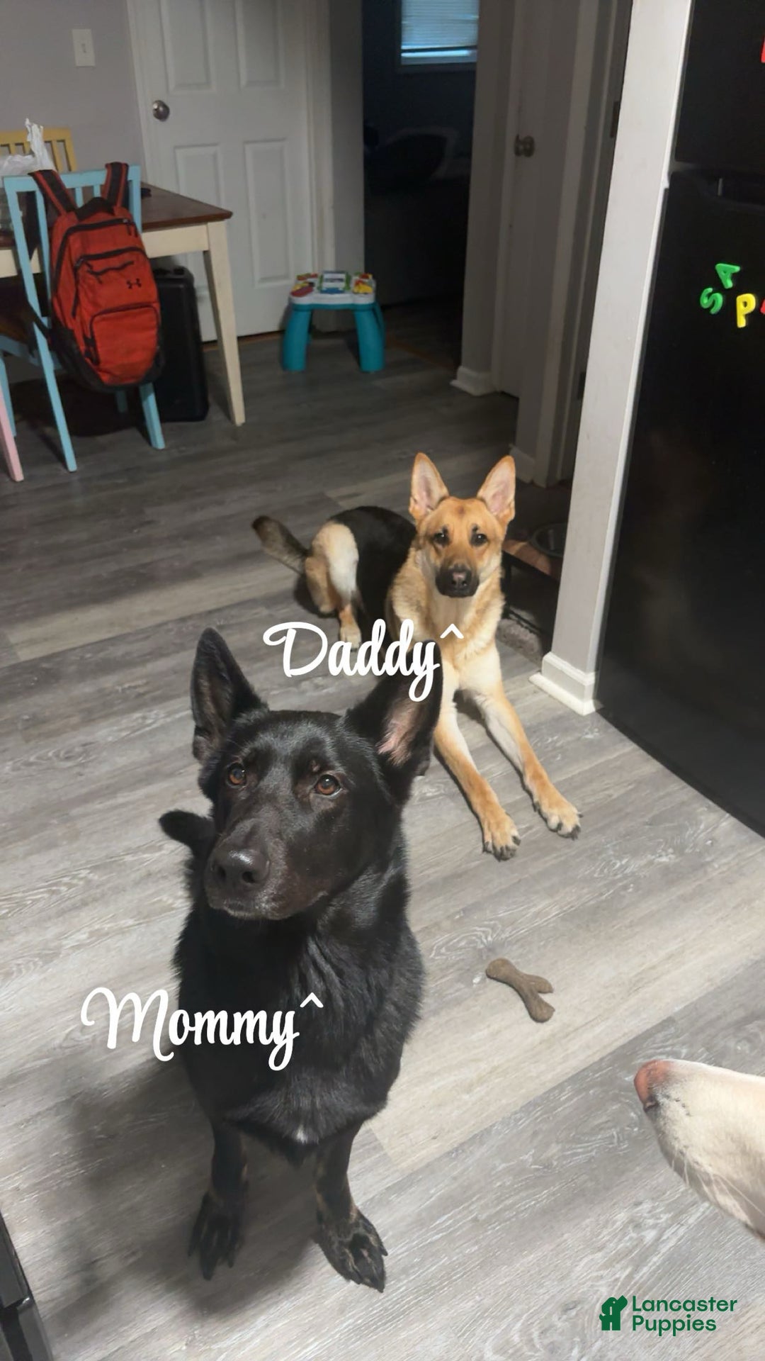 German Shepherd dogs for sale: Autumn  - Ad 3