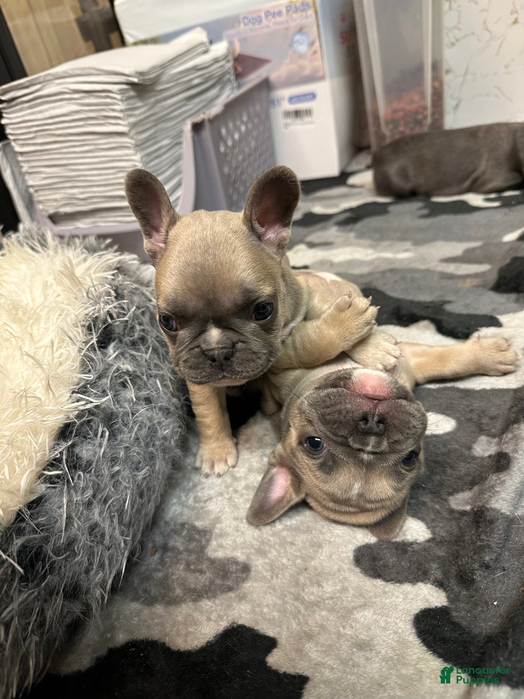 French Bulldog dogs for sale: Cartier  - Ad 3