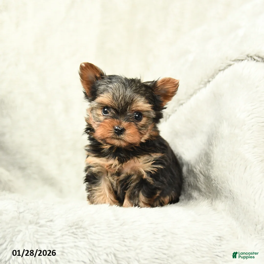 Yorkshire Terrier dogs for sale: Pixie - Ad 2