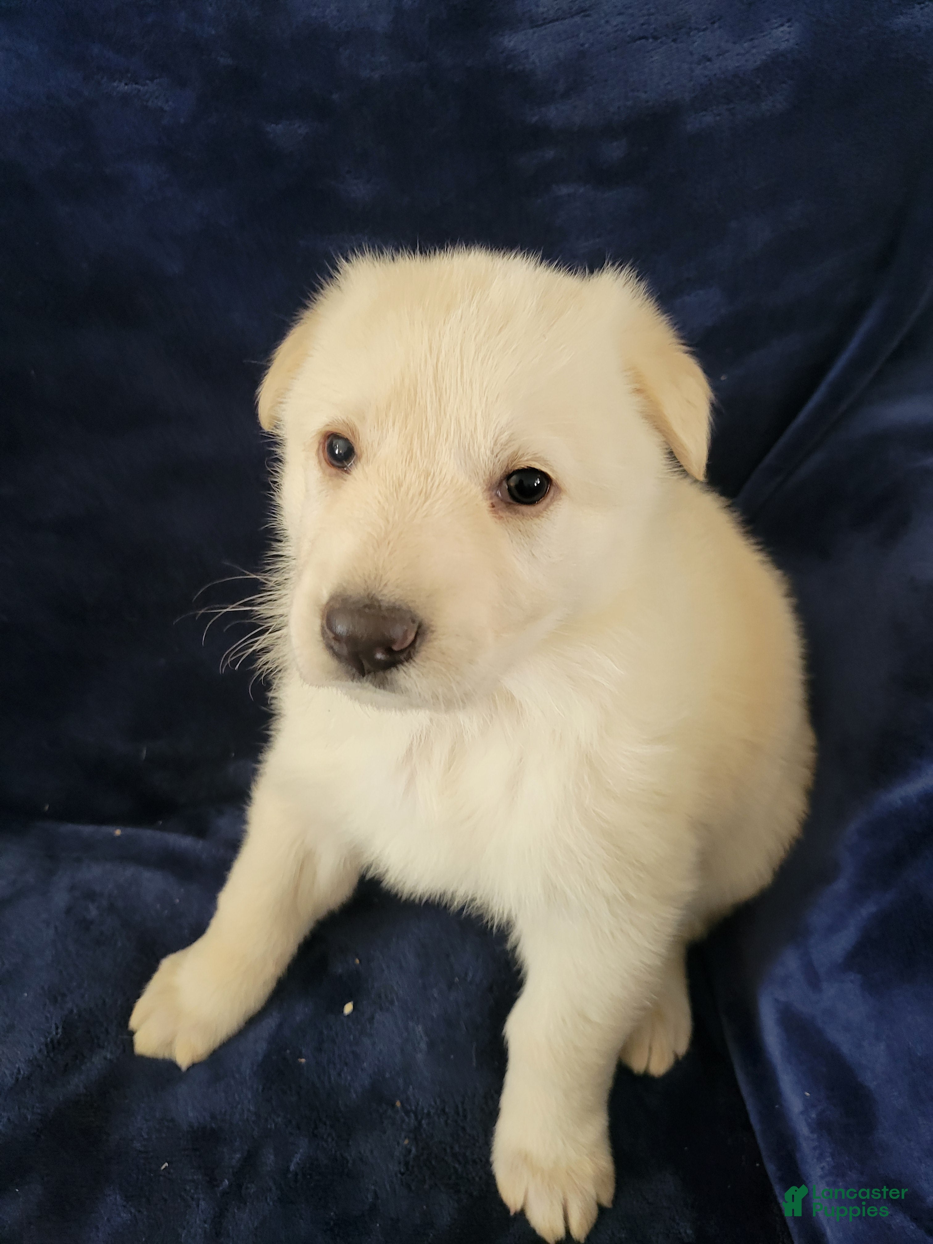 German Shepherd dogs German Shepherd Puppy 5 - Ad 36