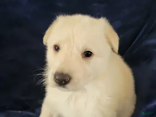 German Shepherd dogs German Shepherd Puppy 5 - Ad 36