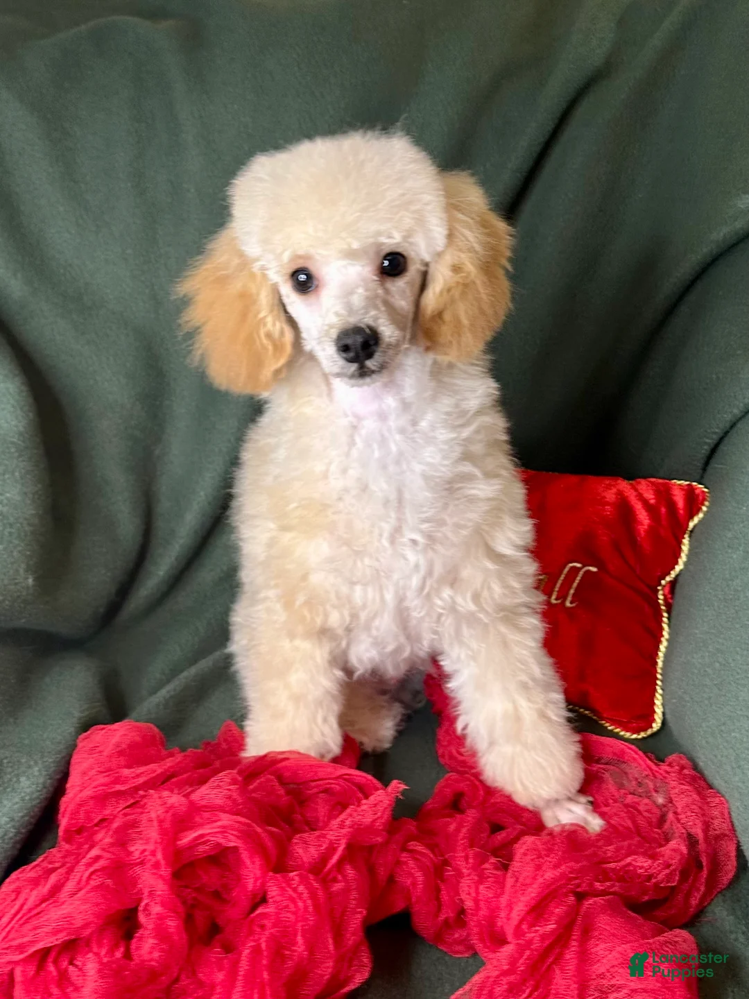 Toy Poodle dogs for sale: Yodel  - Ad 10