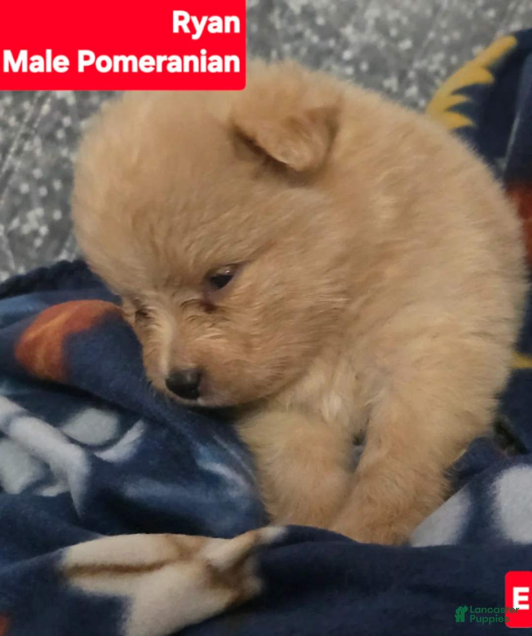 Pomeranian dogs for sale: Ryan - Ad 2