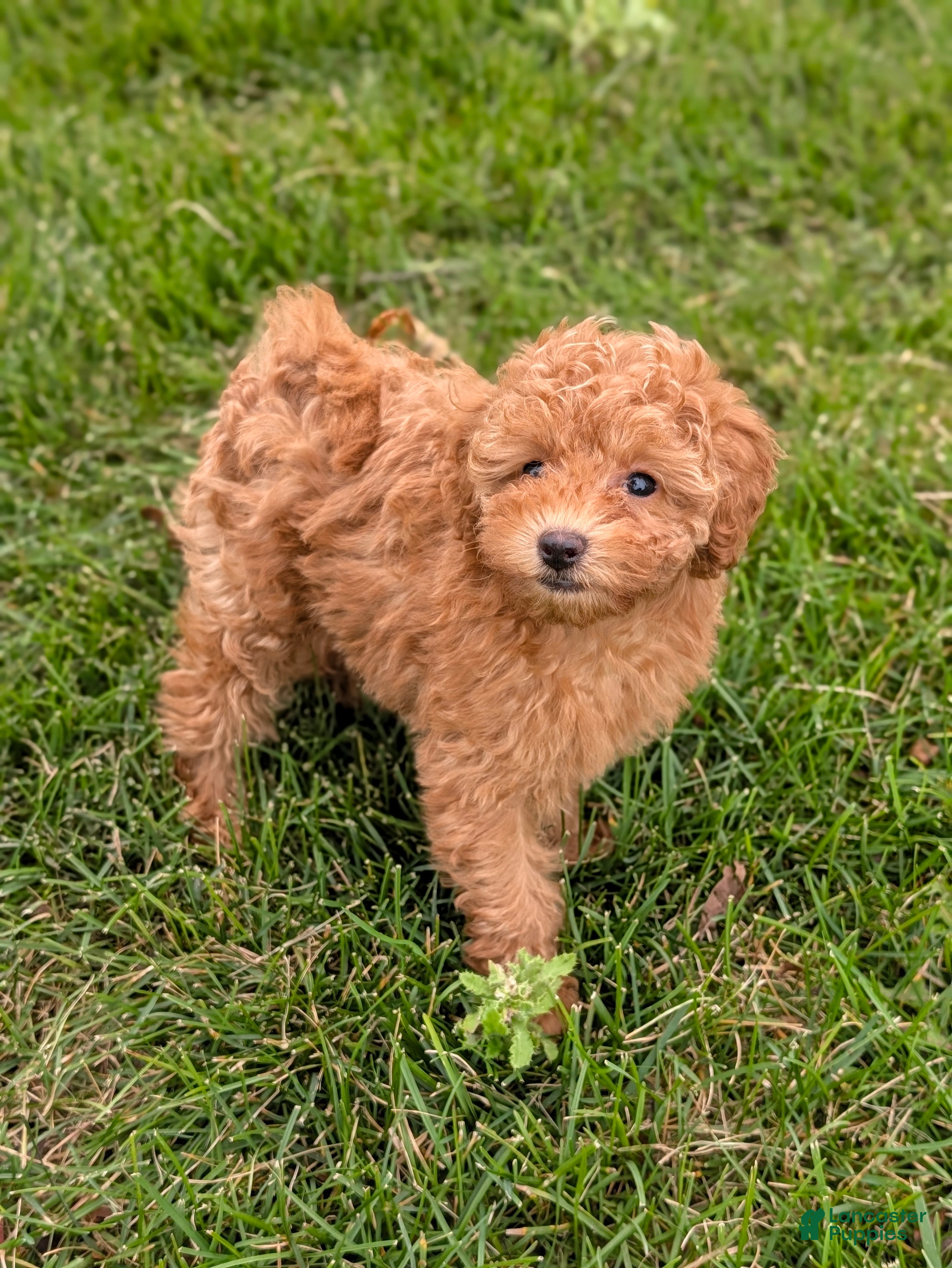 Toy Poodle dogs June - Ad 1