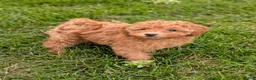 Toy Poodle dogs for sale: June - Ad 1