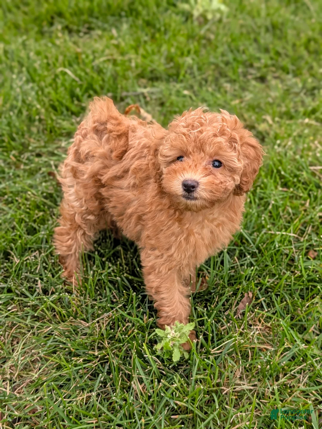 Toy Poodle dogs for sale: June - Ad 1