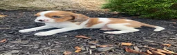Mixed Breed dogs for sale: Tiffany - Ad 4