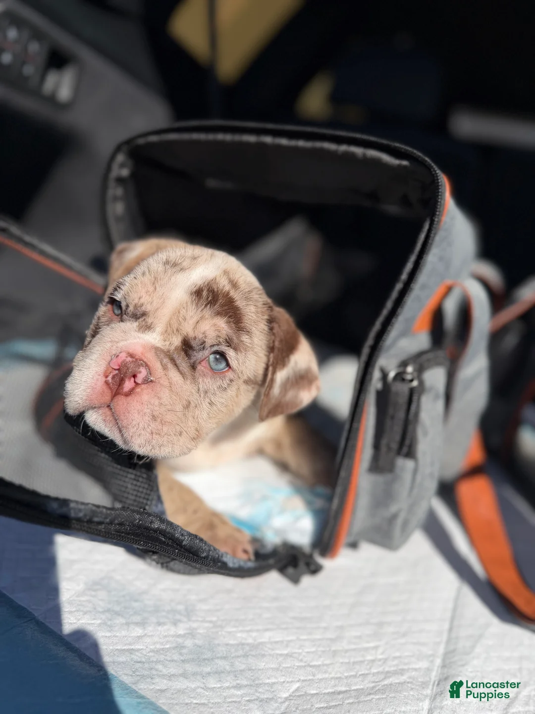 English Bulldog dogs for sale: English Bulldog Puppy 3 - Ad 1