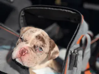 English Bulldog dogs English Bulldog Puppy 3 - Ad 4