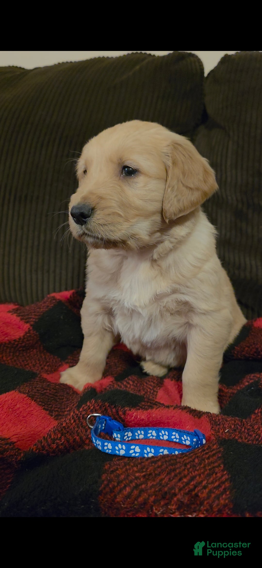 Golden Retriever dogs Charlie - Ad 4