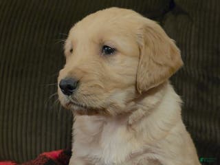 Golden Retriever dogs Charlie - Ad 4