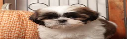 Shih Tzu dogs for sale: Hazel - Sassy Female Shihtzu - Ad 2