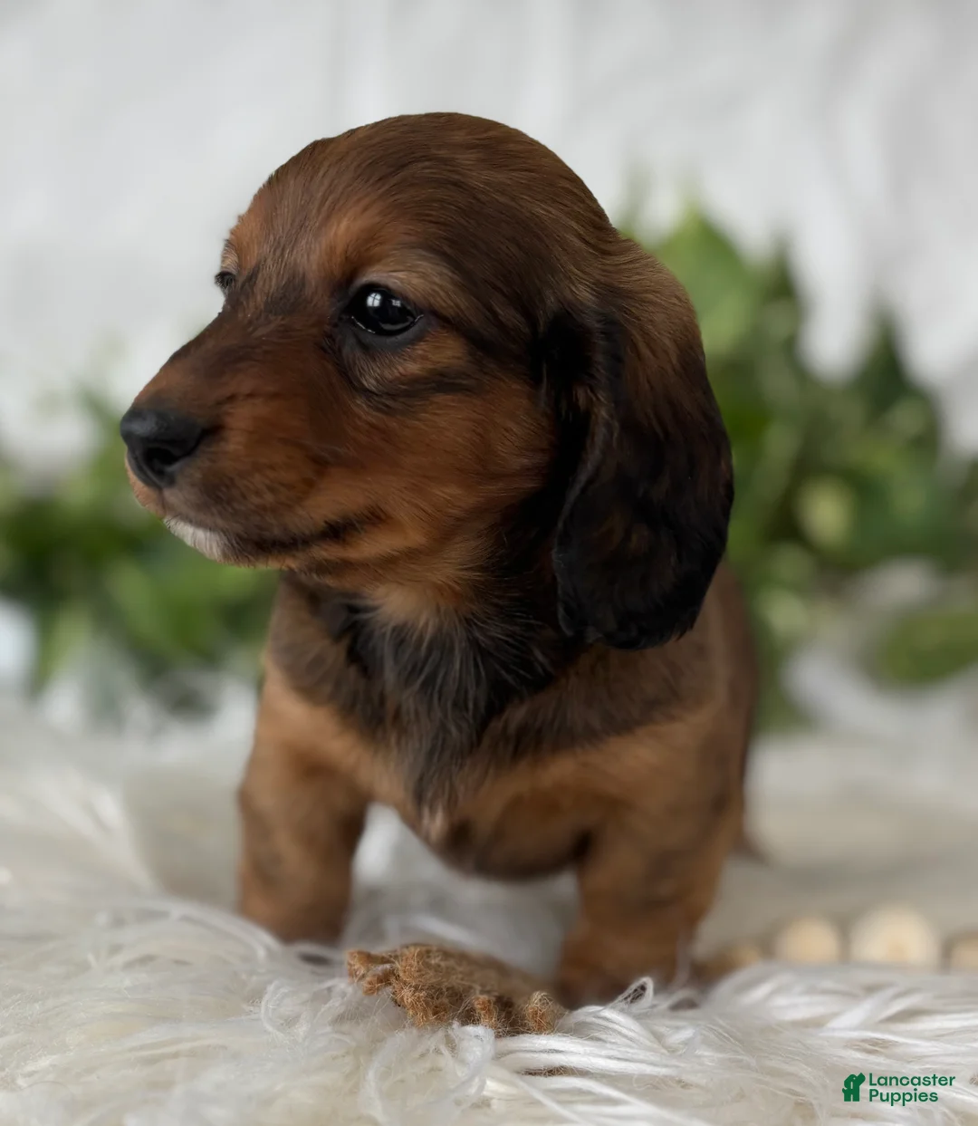 Miniature Dachshund dogs for sale: Star Girl Miniature Dachshund  - Ad 7