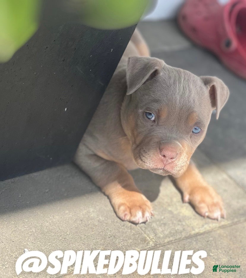 American Bully dogs Bear - Ad 40