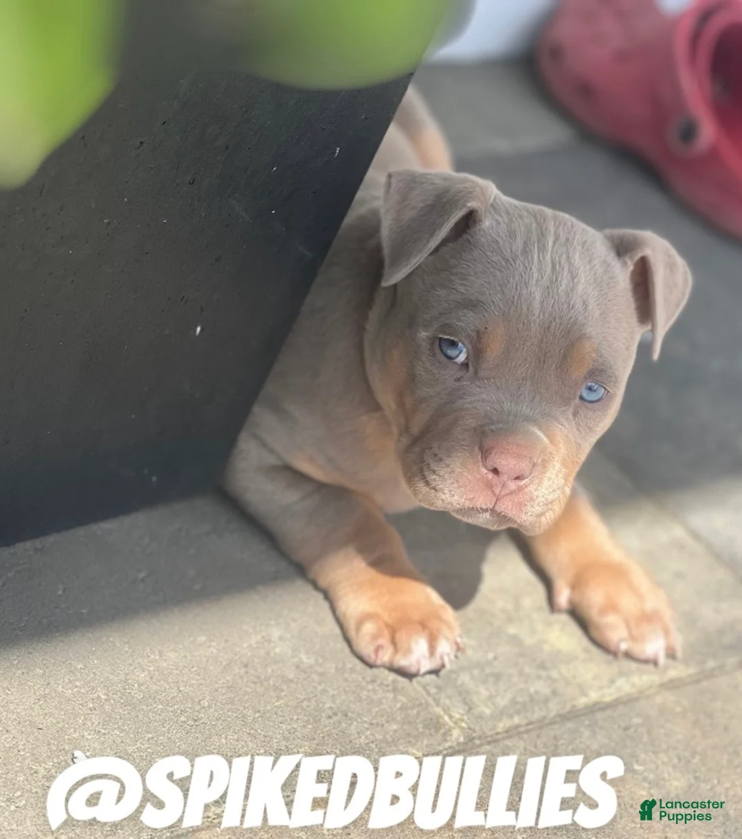 American Bully dogs for sale: Bear - Ad 1