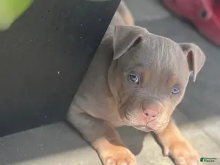 American Bully dogs Bear - Ad 4