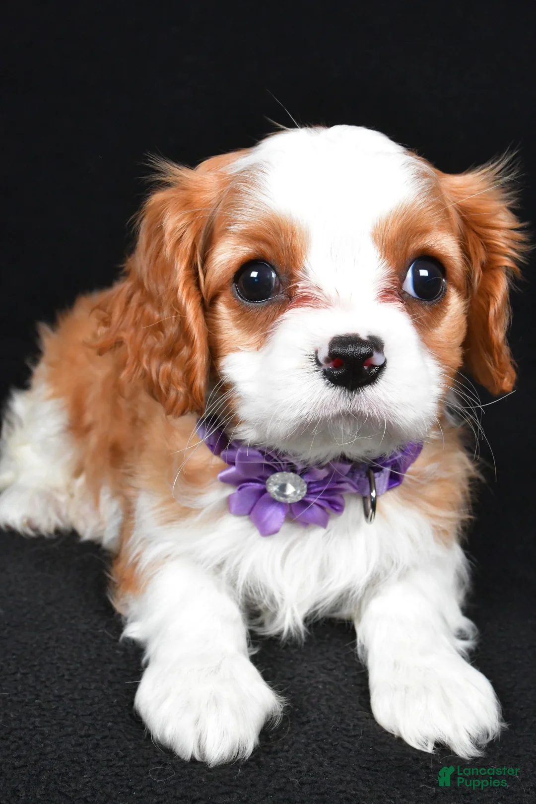 Cavalier King Charles Spaniel dogs for sale: Roxan - Ad 4