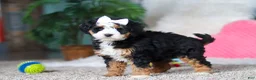 Mini Bernedoodle dogs for sale: Amethyst - Ad 3