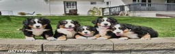 Bernese Mountain Dog dogs for sale: Bruiser - Ad 5